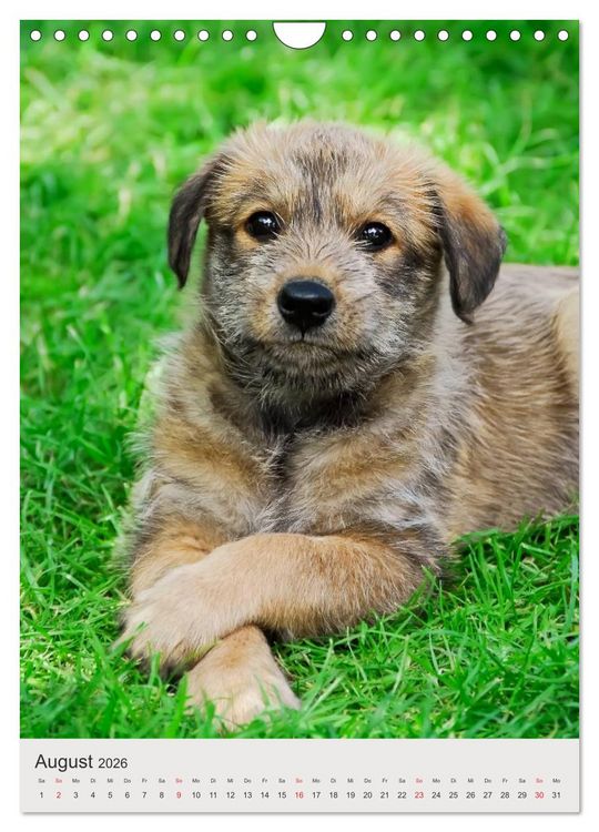 Produktbild: Hundewelpen (Wandkalender 2026 DIN A4 hoch), CALVENDO Monatskalender