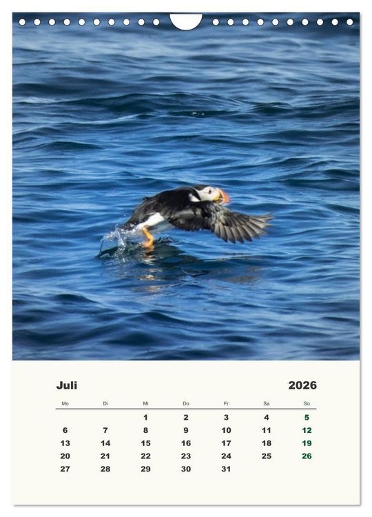 Produktbild: Papageientaucher in Island (Wandkalender 2026 DIN A4 hoch), CALVENDO Monatskalender