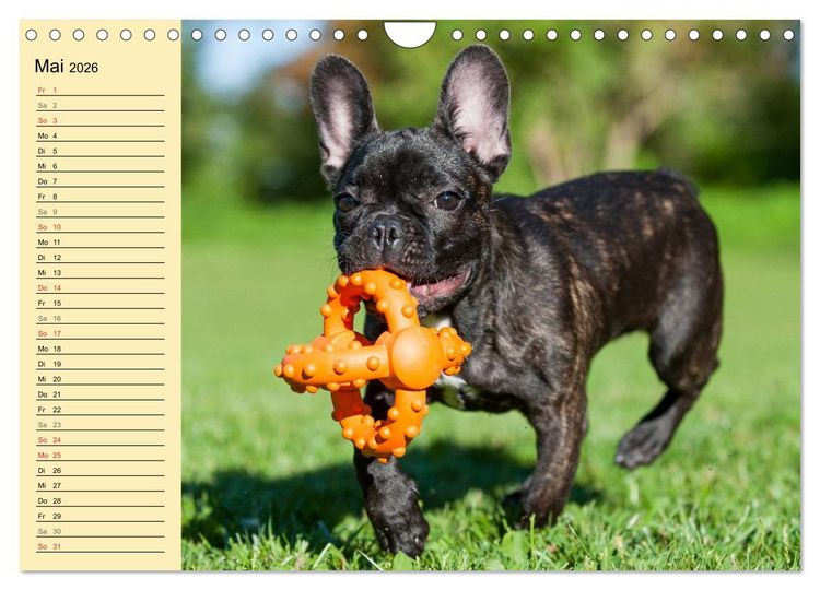 Produktbild: Franz&ouml;sische Bulldogge - Clown auf 4 Pfoten (Wandkalender 2026 DIN A4 quer), CALVENDO Monatskalender