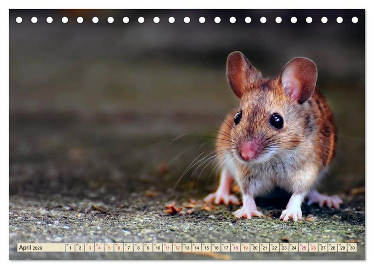 Produktbild: Kleiner Nager - Maus (Tischkalender 2026 DIN A5 quer), CALVENDO Monatskalender
