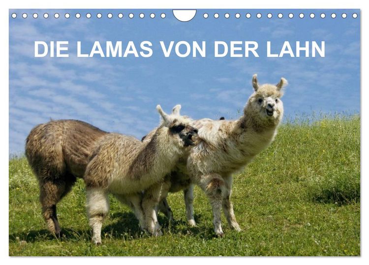 Produktbild: DIE LAMAS VON DER LAHN (Wandkalender 2026 DIN A4 quer), CALVENDO Monatskalender
