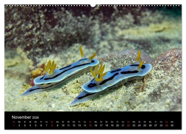 Produktbild: Unterwasserwelt Nacktschnecken (hochwertiger Premium Wandkalender 2026 DIN A2 quer), Kunstdruck in Hochglanz