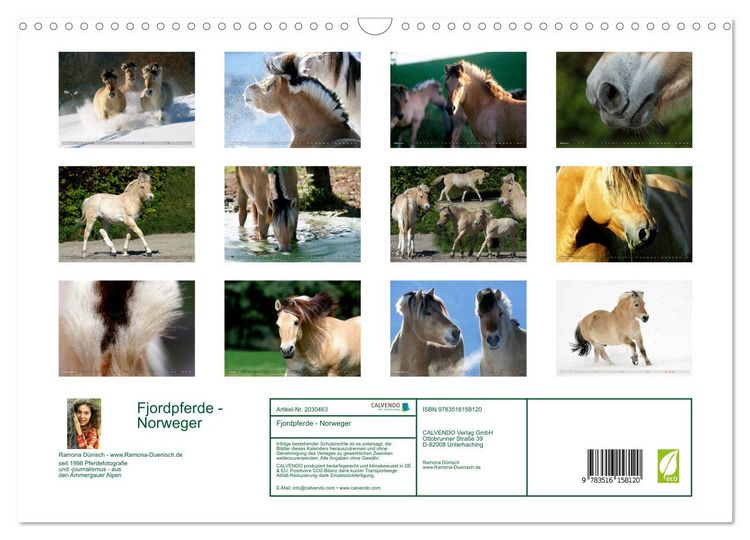 Produktbild: Fjordpferde - Norweger (Wandkalender 2026 DIN A3 quer), CALVENDO Monatskalender