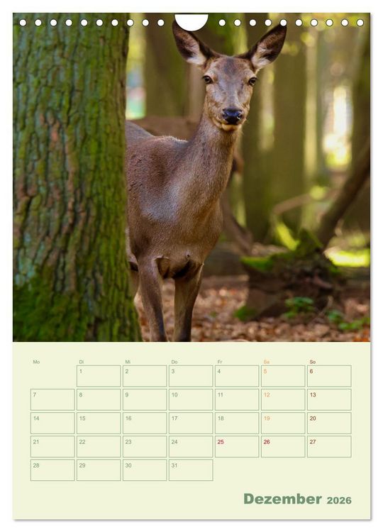 Produktbild: Waldmomente (Wandkalender 2026 DIN A4 hoch), CALVENDO Monatskalender