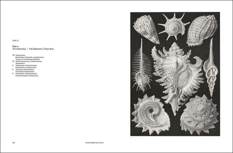 Produktbild: Ernst Haeckel