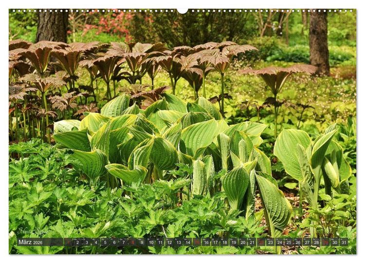 Produktbild: Hosta Staude mit Herz (hochwertiger Premium Wandkalender 2026 DIN A2 quer), Kunstdruck in Hochglanz
