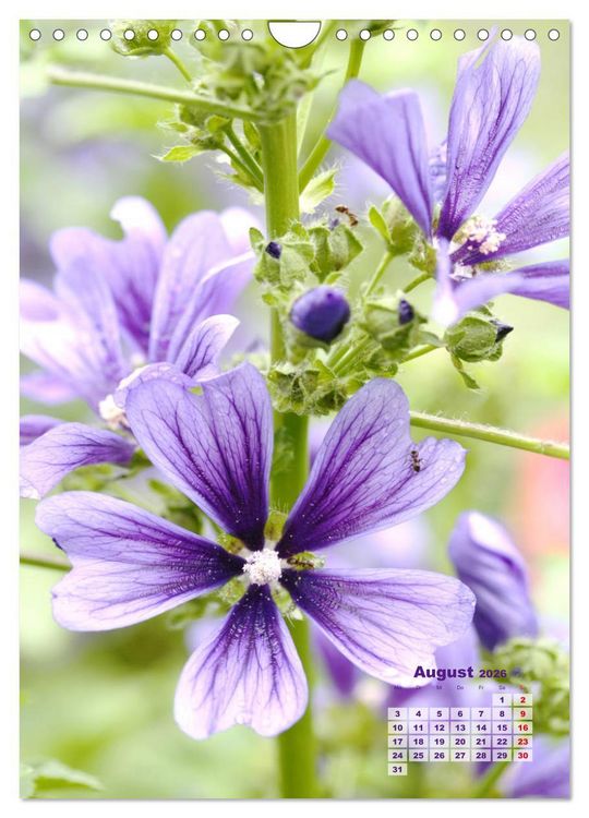 Produktbild: Malvenbl&uuml;te (Wandkalender 2026 DIN A4 hoch), CALVENDO Monatskalender