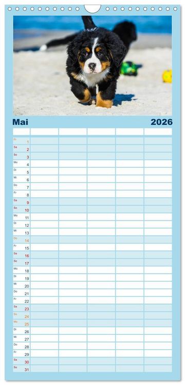Produktbild: Familienplaner 2026 - Seeb&auml;rchen entdecken die Welt - Berner Sennenhunde mit 5 Spalten (Wandkalender, 21 x 45 cm) CALVENDO