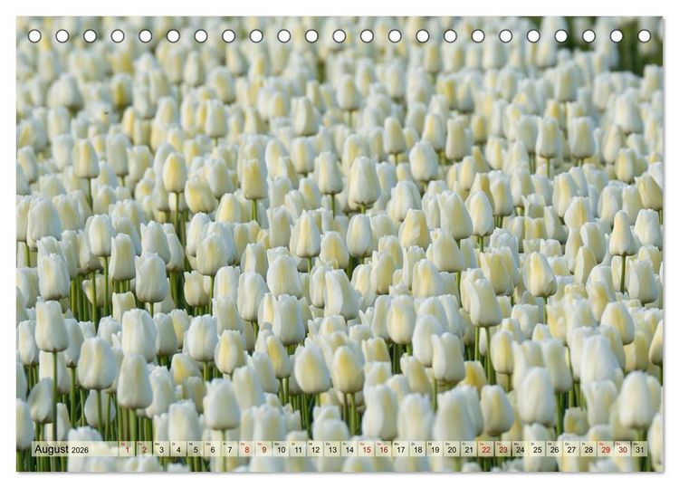 Produktbild: Tulpen - Hollands Stolz (Tischkalender 2026 DIN A5 quer), CALVENDO Monatskalender
