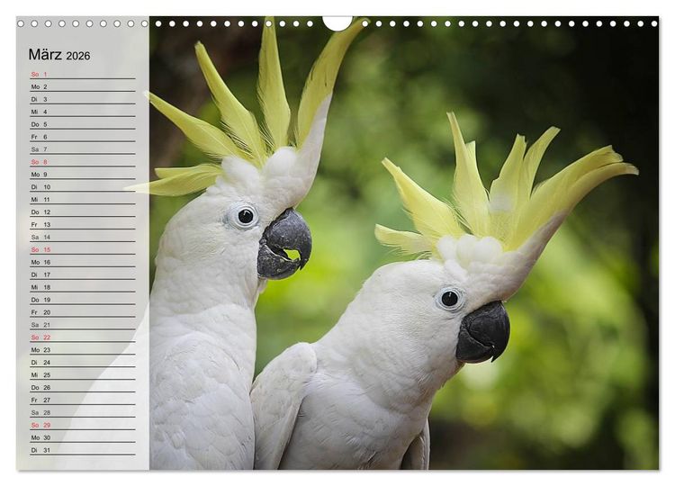 Produktbild: Papageien. Bunt, laut und klug (Wandkalender 2026 DIN A3 quer), CALVENDO Monatskalender