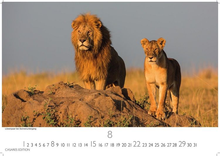 Produktbild: Kenia & Serengheti Kalender 2027 &ndash; Wandkalender | Fotokalender Afrika 35x50cm &ndash; Wundersch&ouml;ne Tierkalender- und Naturschutzfotos.