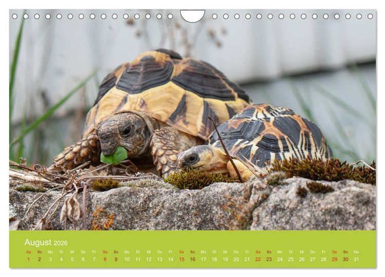 Produktbild: Meine Schildkr&ouml;ten (Wandkalender 2026 DIN A4 quer), CALVENDO Monatskalender