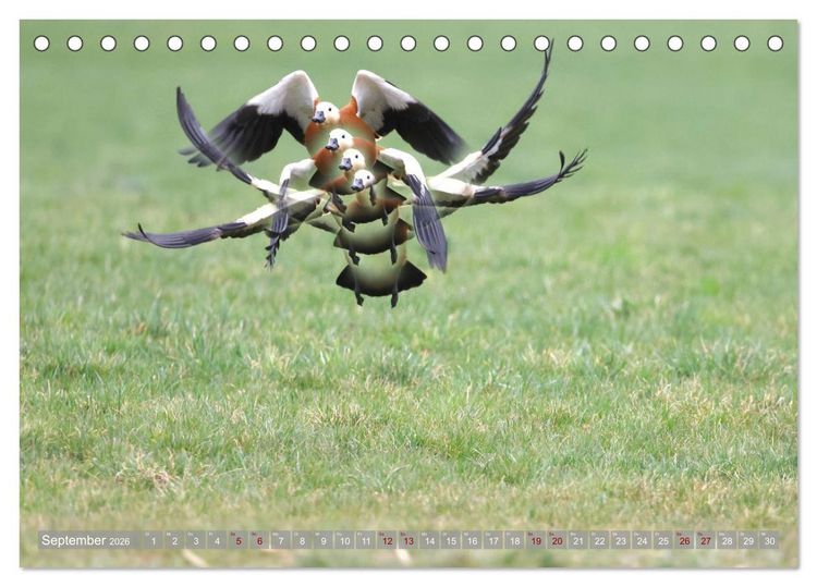 Produktbild: V&ouml;gel im Fluge (Tischkalender 2026 DIN A5 quer), CALVENDO Monatskalender