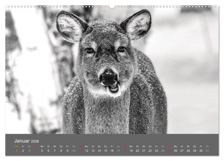 Produktbild: Tierische Augenblicke in Schwarz-Wei&szlig; (hochwertiger Premium Wandkalender 2026 DIN A2 quer), Kunstdruck in Hochglanz