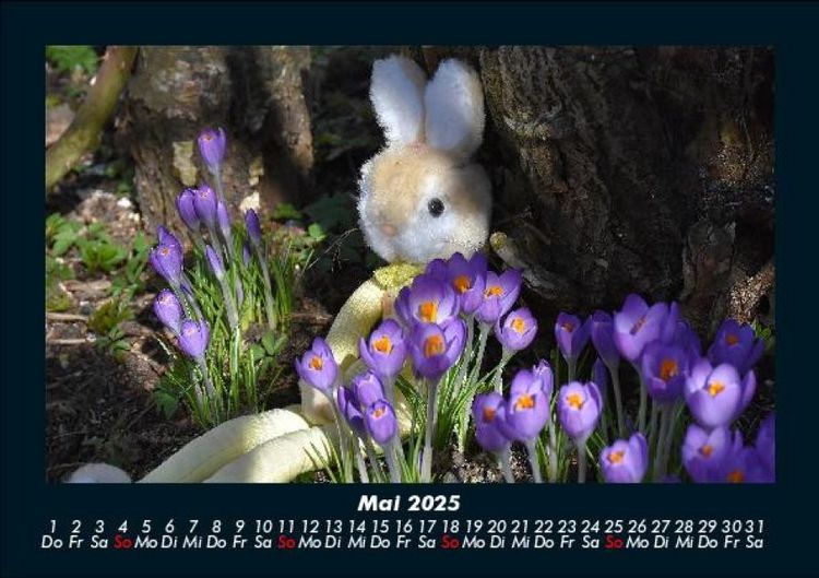 Produktbild: Blumentr&auml;ume 2025 Fotokalender DIN A5