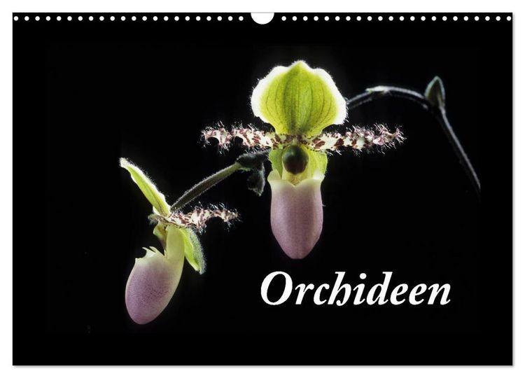 Produktbild: Orchideen 2026 (Wandkalender 2026 DIN A3 quer), CALVENDO Monatskalender