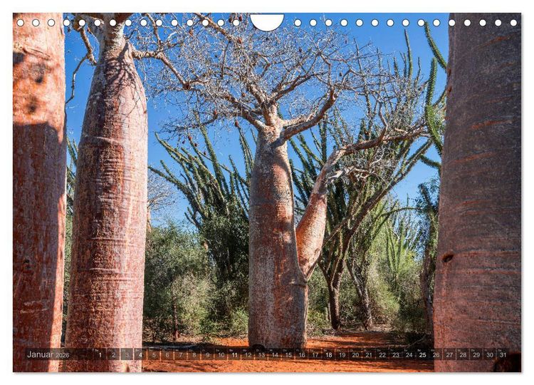 Produktbild: Zauberwald Ifaty &middot; Traumhafte Baobabs in Madagaskar (Wandkalender 2026 DIN A4 quer), CALVENDO Monatskalender