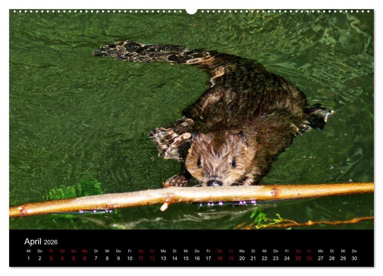 Produktbild: Das Leben der Biber (hochwertiger Premium Wandkalender 2026 DIN A2 quer), Kunstdruck in Hochglanz