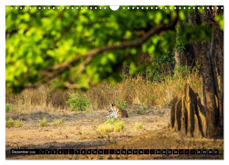 Produktbild: Indien - Im Reich des Tigers (Wandkalender 2026 DIN A3 quer), CALVENDO Monatskalender