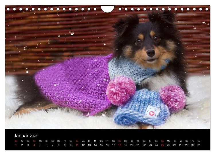 Produktbild: Wir lieben Shelties (Wandkalender 2026 DIN A4 quer), CALVENDO Monatskalender