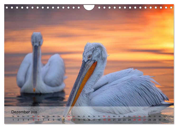 Produktbild: Krauskopfpelikane (Wandkalender 2026 DIN A4 quer), CALVENDO Monatskalender