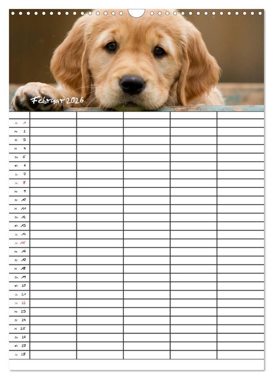 Produktbild: Familienplaner: Golden Retriever Welpen (Wandkalender 2026 DIN A3 hoch), CALVENDO Monatskalender