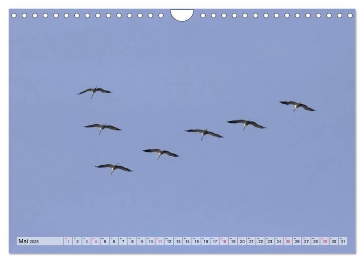 Produktbild: Kraniche auf dem Weg nach S&uuml;den (Wandkalender 2025 DIN A4 quer), CALVENDO Monatskalender