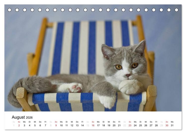 Produktbild: Briten B&auml;rchen &ndash; Britsch Kurzhaar 2026 (Tischkalender 2026 DIN A5 quer), CALVENDO Monatskalender