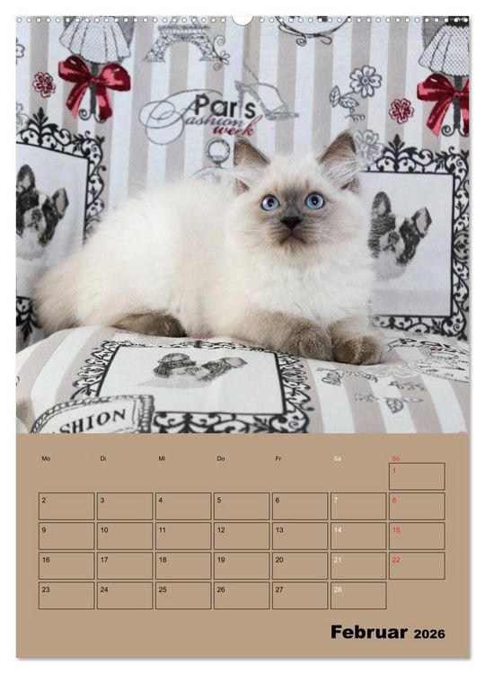 Produktbild: Ragdolls zum Verlieben (Wandkalender 2026 DIN A2 hoch), CALVENDO Monatskalender