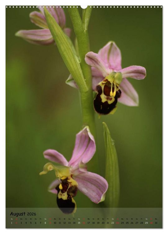 Produktbild: Juwelen der Natur - Ein Orchideensommer (Wandkalender 2026 DIN A2 hoch), CALVENDO Monatskalender