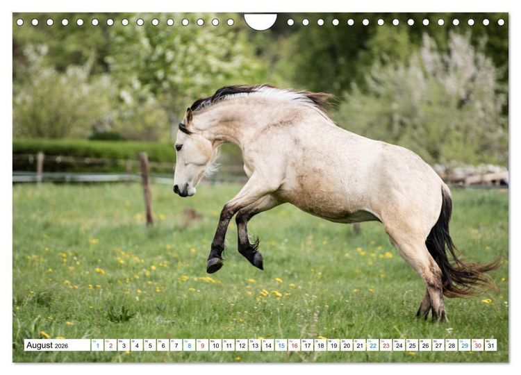 Produktbild: Durch das Jahr mit dem Connemara Pony Holly (Wandkalender 2026 DIN A4 quer), CALVENDO Monatskalender