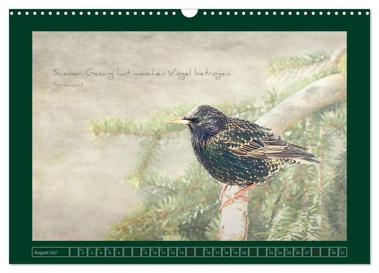 Produktbild: Stare und Weisheiten (Wandkalender 2027 DIN A3 quer), CALVENDO Monatskalender