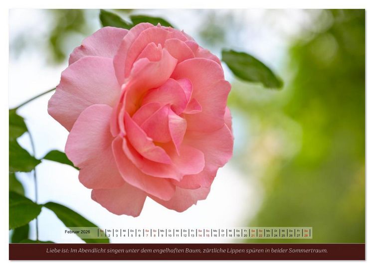 Produktbild: Rosen, Liebe ist (Wandkalender 2026 DIN A4 quer), CALVENDO Monatskalender