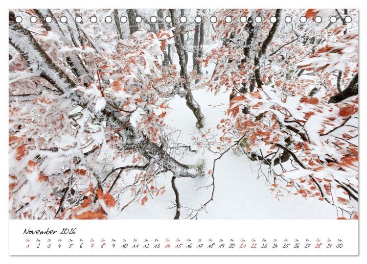 Produktbild: Im Atem der B&auml;ume (Tischkalender 2026 DIN A5 quer), CALVENDO Monatskalender