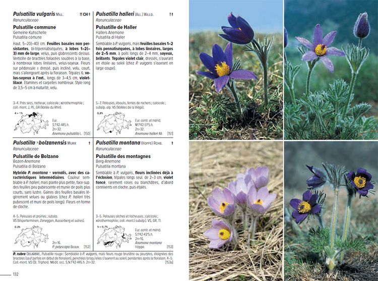 Produktbild: Flora Helvetica - Flore illustr&eacute;e de Suisse