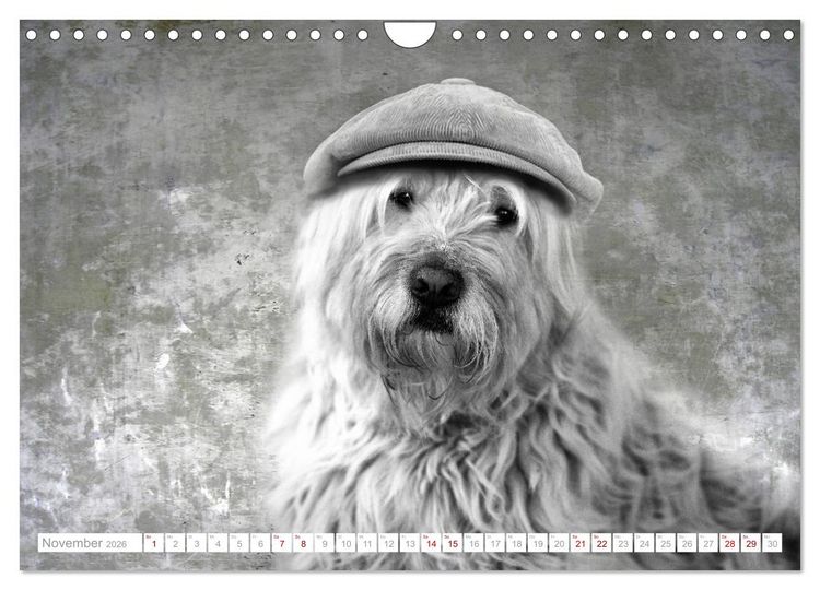 Produktbild: Hund tr&auml;gt Hut (Wandkalender 2026 DIN A4 quer), CALVENDO Monatskalender