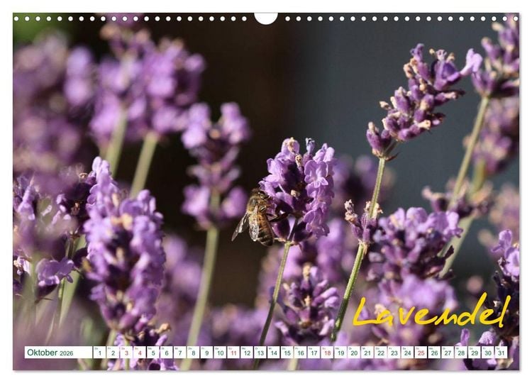 Produktbild: Kr&auml;uter - Gesund, h&uuml;bsch und lecker (Wandkalender 2026 DIN A3 quer), CALVENDO Monatskalender