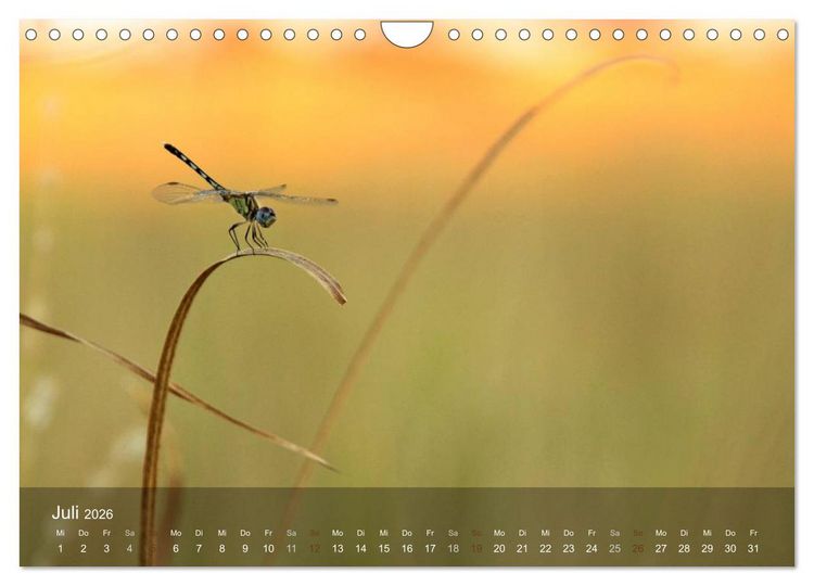 Produktbild: Botswana Wildlife (Wandkalender 2026 DIN A4 quer), CALVENDO Monatskalender
