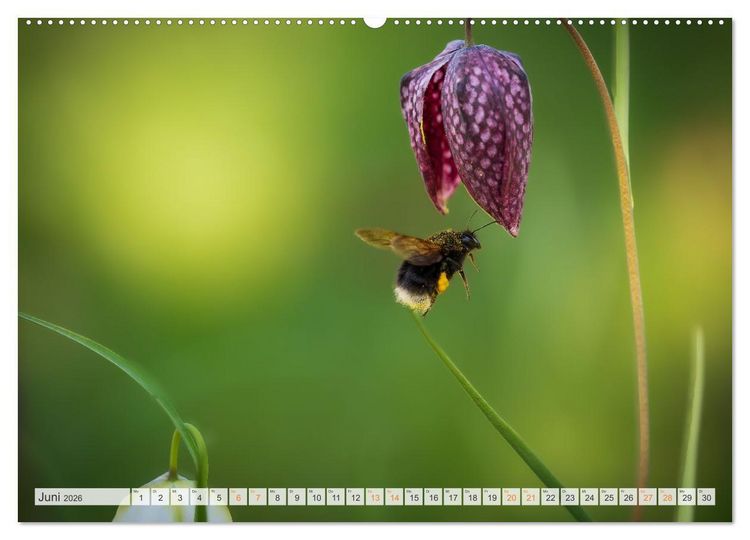Produktbild: Bienen und Hummeln in Aktion (hochwertiger Premium Wandkalender 2026 DIN A2 quer), Kunstdruck in Hochglanz