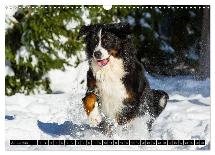 Produktbild: Berner Sennenhunde in Action (Wandkalender 2026 DIN A3 quer), CALVENDO Monatskalender