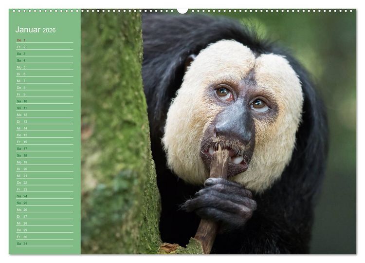 Produktbild: Die vielf&auml;ltige Welt der Affen (Wandkalender 2026 DIN A2 quer), CALVENDO Monatskalender