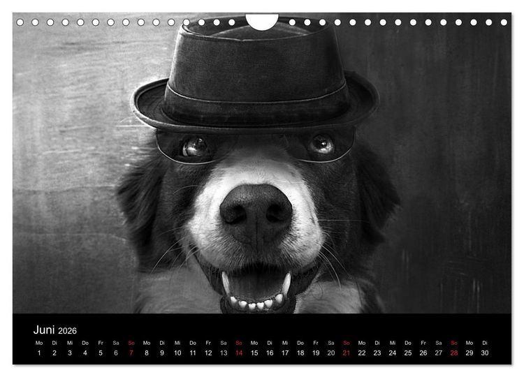 Produktbild: H&uuml;tehunde (Wandkalender 2026 DIN A4 quer), CALVENDO Monatskalender
