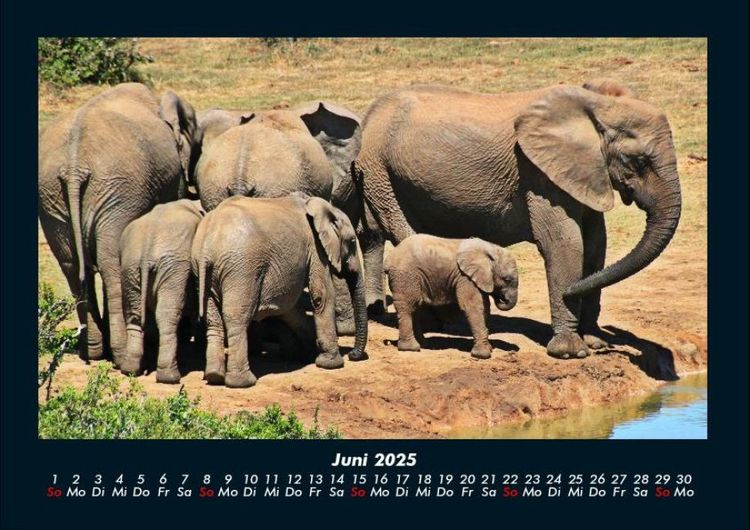 Produktbild: Der Elefantenkalender 2025 Fotokalender DIN A4