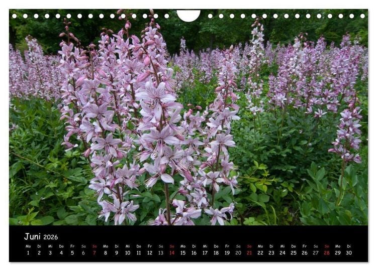 Produktbild: Faszination Harz 2026 (Wandkalender 2026 DIN A4 quer), CALVENDO Monatskalender