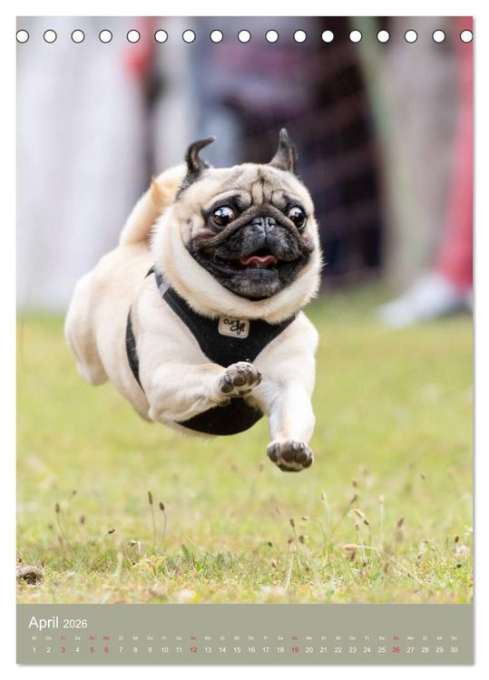 Produktbild: Mops-Rennen (Tischkalender 2026 DIN A5 hoch), CALVENDO Monatskalender