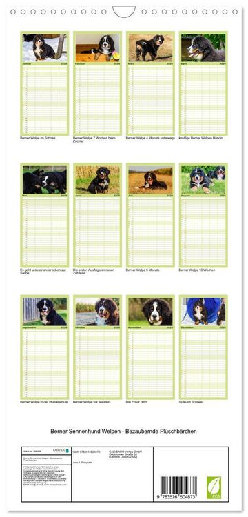 Produktbild: Familienplaner 2026 - Berner Sennenhund Welpen - Bezaubernde Pl&uuml;schb&auml;rchen mit 5 Spalten (Wandkalender, 21 x 45 cm) CALVENDO
