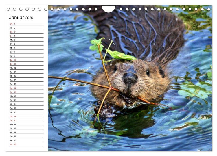 Produktbild: Das Familienleben der Biber (Wandkalender 2026 DIN A4 quer), CALVENDO Monatskalender