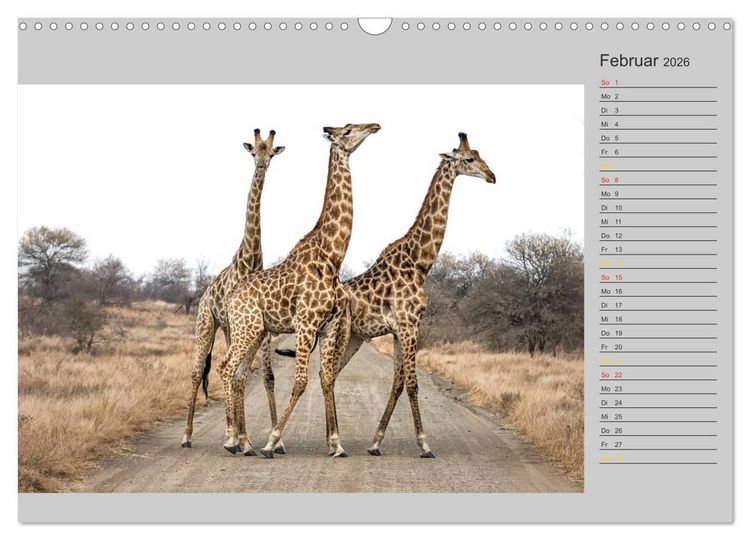 Produktbild: Twigas - Giraffen (Wandkalender 2026 DIN A3 quer), CALVENDO Monatskalender