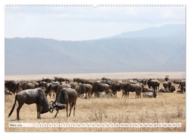 Produktbild: Tansania - Durch die Nationalparks Ostafrikas (hochwertiger Premium Wandkalender 2026 DIN A2 quer), Kunstdruck in Hochglanz