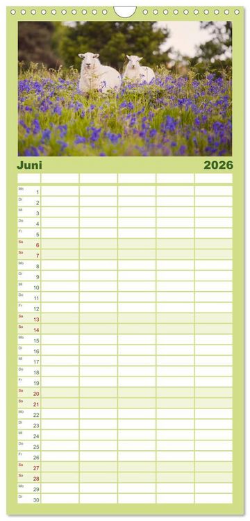 Produktbild: Familienplaner 2026 - Schafe - Weich und wollig mit 5 Spalten (Wandkalender, 21 x 45 cm) CALVENDO